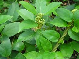Manufacturers Exporters and Wholesale Suppliers of Gymnema Sylvestre Tuticorin Tamil Nadu